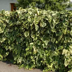 HEDERA algeriensis 'Gloire de Marengo' - Lierre des Canaries 'Gloire de Marengo'