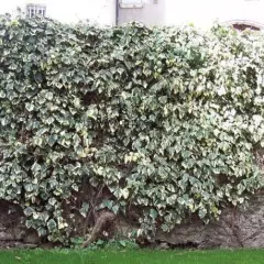 HEDERA algeriensis 'Gloire de Marengo' - Lierre des Canaries 'Gloire de Marengo'