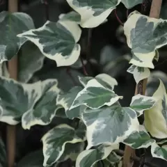 HEDERA algeriensis 'Gloire de Marengo' - Lierre des Canaries 'Gloire de Marengo'