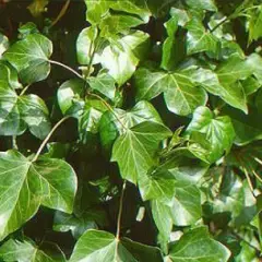 HEDERA hibernica - Lierre d'Irlande