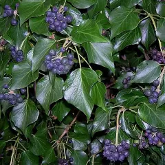 HEDERA hibernica - Lierre d'Irlande