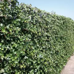 HEDERA hibernica - Lierre d'Irlande