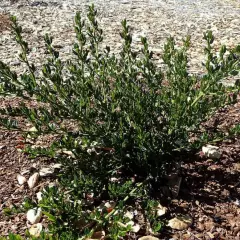 CEANOTHUS thyrsiflorus 'Skylark' - Céanothe, Lilas de Californie