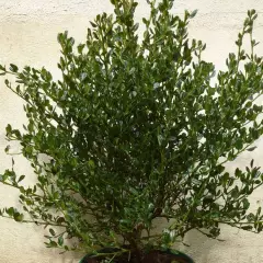 CEANOTHUS thyrsiflorus 'Skylark' - Ceanothe 'Skylark'