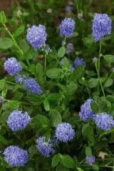 CEANOTHUS thyrsiflorus 'Skylark' - Céanothe, Lilas de Californie