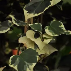 HEDERA colchica 'Dentata Variegata' - Lierre de Colchide Panaché