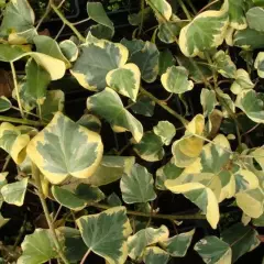 HEDERA colchica 'Dentata Variegata' - Lierre de Colchide Panaché