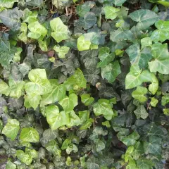 HEDERA helix - Lierre commun