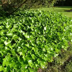 HEDERA helix - Lierre commun