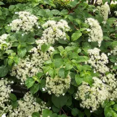 HYDRANGEA petiolaris - Hortensia grimpant