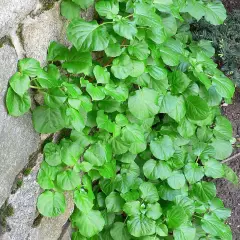 HYDRANGEA petiolaris - Hortensia grimpant