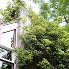 HYDRANGEA petiolaris - Hortensia grimpant