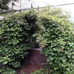 HYDRANGEA petiolaris - Hortensia grimpant