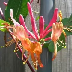 LONICERA brownii 'Dropmore Scarlet' - Chèvrefeuille grimpant