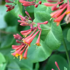 LONICERA brownii 'Dropmore Scarlet' - Chèvrefeuille grimpant