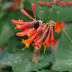 LONICERA brownii 'Dropmore Scarlet' - Chèvrefeuille grimpant