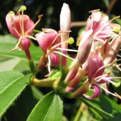 LONICERA henryi - Chèvrefeuille grimpant 'Henryi'