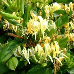 LONICERA japonica 'Halliana' - Chèvrefeuille japon grimpant