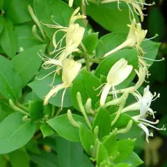 LONICERA japonica 'Halliana' - Chèvrefeuille japon grimpant