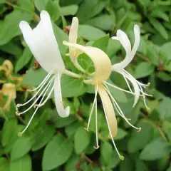 LONICERA japonica 'Halliana' - Chèvrefeuille japon grimpant