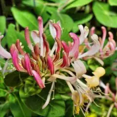 LONICERA periclymenum 'Belgica' - Chèvrefeuille grimpant