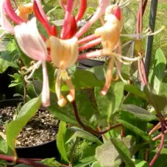 LONICERA periclymenum 'Serotina' - Chèvrefeuille grimpant