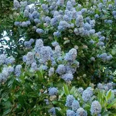 CEANOTHUS impressus 'Victoria' - Céanothe, Lilas de Californie