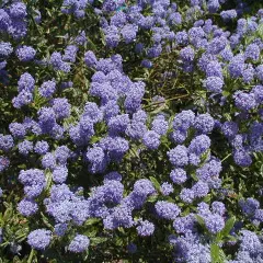 CEANOTHUS impressus 'Victoria' - Ceanothe 'Victoria'