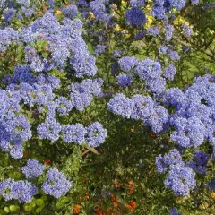 CEANOTHUS impressus 'Victoria' - Céanothe, Lilas de Californie