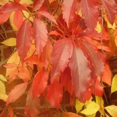 PARTHENOCISSUS quinquefolia 'Engelmannii' - Vigne vierge d'Engelmann