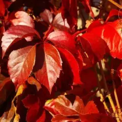 PARTHENOCISSUS quinquefolia 'Engelmannii' - Vigne vierge d'Engelmann