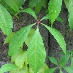 PARTHENOCISSUS quinquefolia 'Engelmannii' - Vigne vierge d'Engelmann