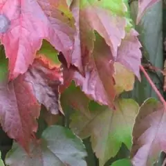 PARTHENOCISSUS tricuspidata 'Veitchii robusta' - Vigne vierge de Veitch à grandes feuilles