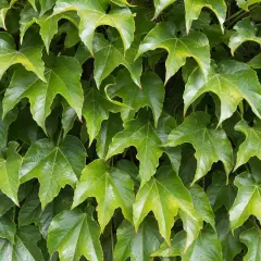 PARTHENOCISSUS tricuspidata 'Veitchii robusta' - Vigne vierge de Veitch à grandes feuilles