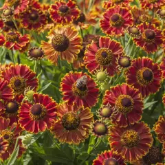 HELENIUM 'Bandera' - Hélénie