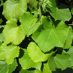 VITIS coignetiae - Vigne d'ornement