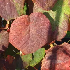 VITIS coignetiae - Vigne d'ornement