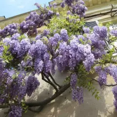 WISTERIA sinensis - Glycine de Chine