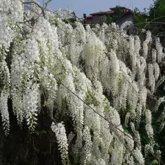 WISTERIA sinensis 'Alba' - Glycine de Chine Blanche