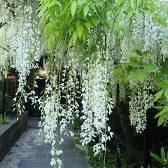 WISTERIA sinensis 'Alba' - Glycine de Chine Blanche