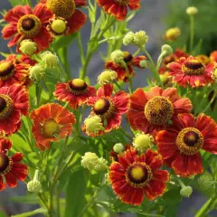 HELENIUM 'Kupfersprudel'