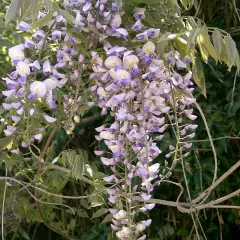 WISTERIA floribunda 'Issai' - Glycine de Chine 'Issai'