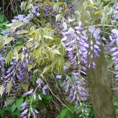 WISTERIA floribunda 'Issai' - Glycine de Chine 'Issai'