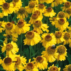 HELENIUM 'Pipsqueck' - Hélénie