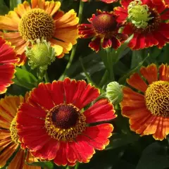 HELENIUM 'Poncho' - Hélénie