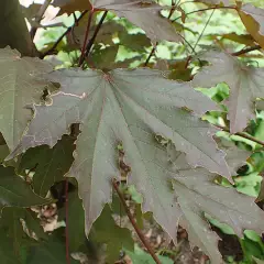 ACER platanoides 'Crimson Sentry' - Erable plane 'Crimson Sentry'