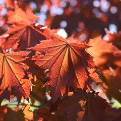 ACER platanoides 'Crimson Sentry' - Erable plane 'Crimson Sentry'