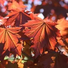 ACER platanoides 'Crimson Sentry' - Erable plane 'Crimson Sentry'