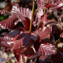 FAGUS sylvatica 'Dawyck Purple' - Hêtre colonnaire pourpre