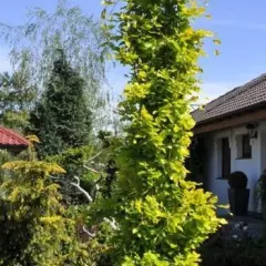 FAGUS sylvatica 'Dawyck Gold' - Hêtre colonnaire doré